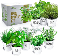 Mini Herb Garden Kit